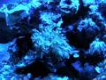 videos de Pulsating Xenia