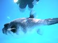 Snorkelling with parrot fish, butterfly fish  puffer fish in Naama Bay November 2008.