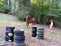 Horse jumping high Horse jumping high