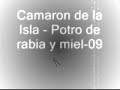 camaron de la isla potro de rabia y miel