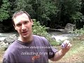 www.amazoninsects.comcollecting morpho adonis and cacicas