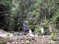 Collecting Morpho butterflies