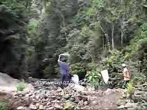 how to collect butterflies