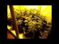 1000W Grow OP