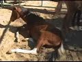Horses Saved from Slaughter Feedlot
