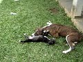 Pitbull Fighting(Pit bull Brigando)-