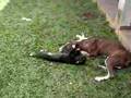 Pitbull Fighting(Pit bull Brigando)-