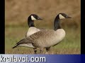 kralavci.com - Kaz Sesi