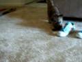 videos de Camo with a cube