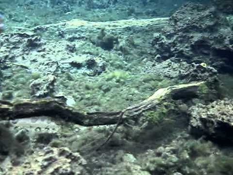 Video of Hostel Ecological Expeditions