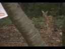 Deer in Peachtree City