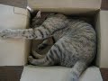 おならの音に