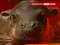 Pygmy Hippo Hand-Reared At Sydney\