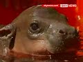 Pygmy Hippo Hand-Reared At Sydney's Taronga Zoo