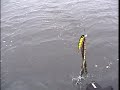 Catching a net while trolling on the Wisconsin River
