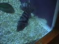 MY FISH TANK MY FISH TANK