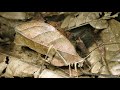 True Facts About The Leaf Katydid