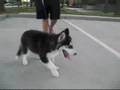 Walking our 3month Siberian Husky