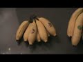 Bananas and sex life