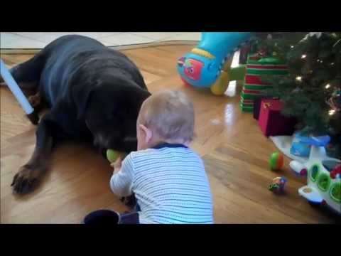 Rottweiler