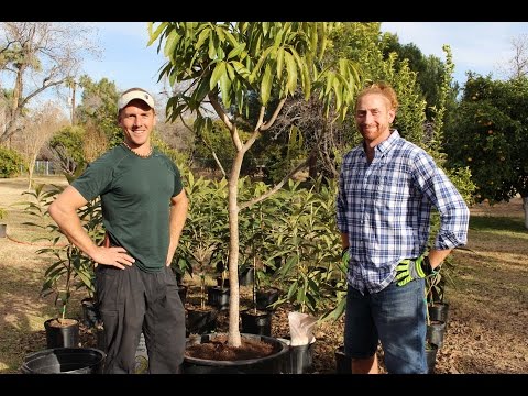 How to grow fruit trees in a container