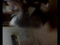 jorge alias (PORKI) DESTROZADO EL ASFALTO 5