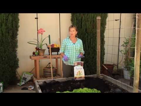 how to fertilize thyme