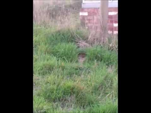 how to get rid european wasps