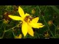 Bee on a Flower (Tickseed) on a Hot Day | Makro mode, HD on