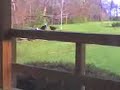 mating birds