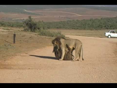LION LION
