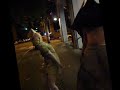 Pyramid Head and Nurse come out to...