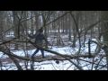 Haunted Forrest