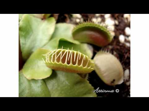 how to grow dionaea muscipula