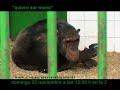 El escarabajo verde - \