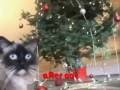 psycho-cat christmas