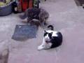 Miki y Yumi en pelea de gatos