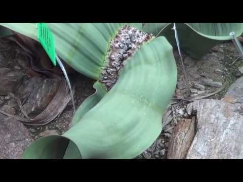how to transplant agave offshoots