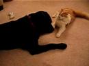 Frodo & tiggs