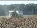 Fortschritt MDW E 524 Sunflow harvest