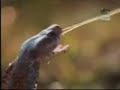 Re: KING COBRA VS PYTHON
