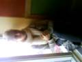 videos de Video 0015