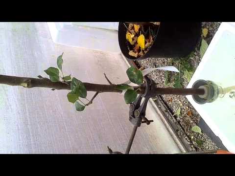 how to collect xylem sap