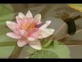 Alice's Garden Tyrone Pennslvania