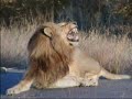 A Touch of Africa