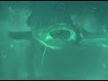Goliath Grouper Underwater Dive Video Goliath Grouper Underwater Dive Video