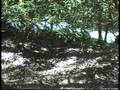 Citico Creek 3-30-97
