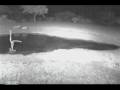 videos de Two Male Lions walk-thru at Nkorho