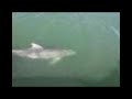 Avistamiento de delfines (Tursiops truncatus) por GRIMMA (1)