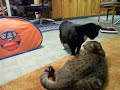 A Mishmash Of Battles, 3CoolKats Episode 48